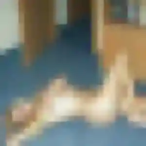 Contacte Monique, 42 ans à Bégard en privé