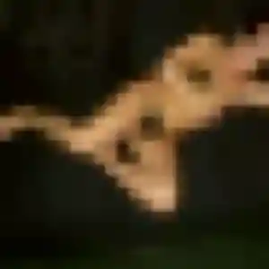 Jihane (27 ans) à Conquereuil attend une rencontre aujourd'hui