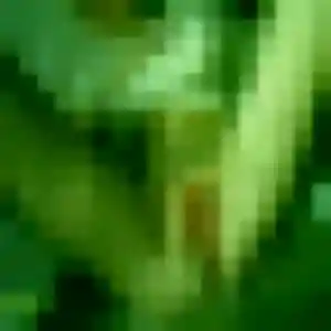 Charmante Samira, 29 ans à Le Pin - découvrir son profil