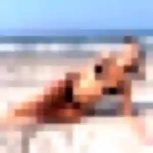 Charmante Jacqueline, 32 ans à Saint-Orens-de-Gameville - découvrir son profil